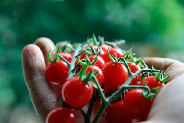  Variedade de Tomate Arando em Açúcar