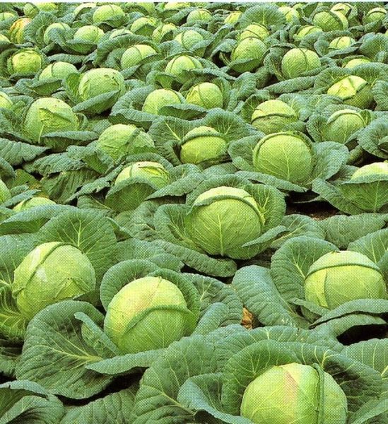  Variety cabbage Kolobok