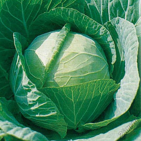  The weight of ripened Kolobok heads can reach 4.5 kg