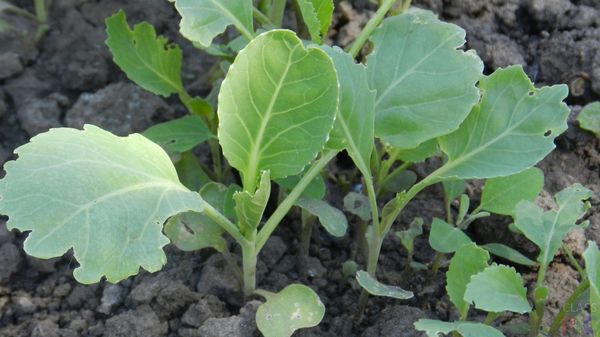  In the open ground seedlings are planted in the first half of May