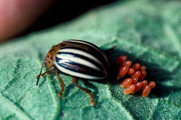  The female lays eggs
