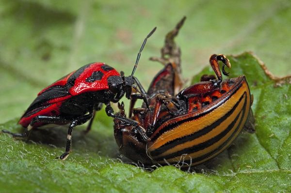  Bedbug Perillus eats the Colorado potato beetle