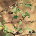  Most often, the beetle eats the leaves of potatoes
