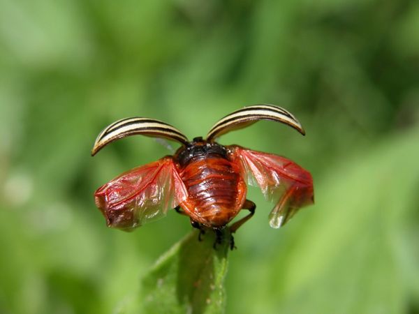  From the north of Mexico, the beetle went to America and destroyed the fields in Colorado