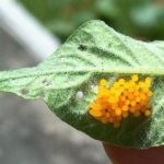  Colorado potato beetle eggs