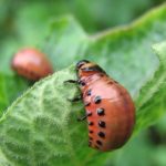  Larva