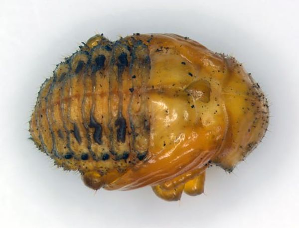  Pupa stage