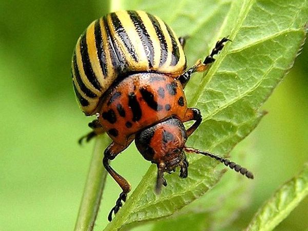  Adult Colorado potato beetle