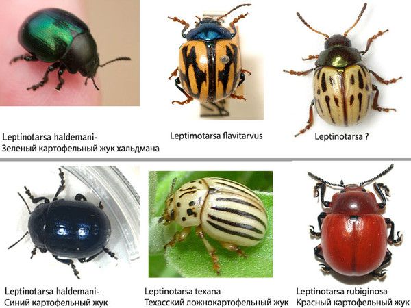  Similar beetles