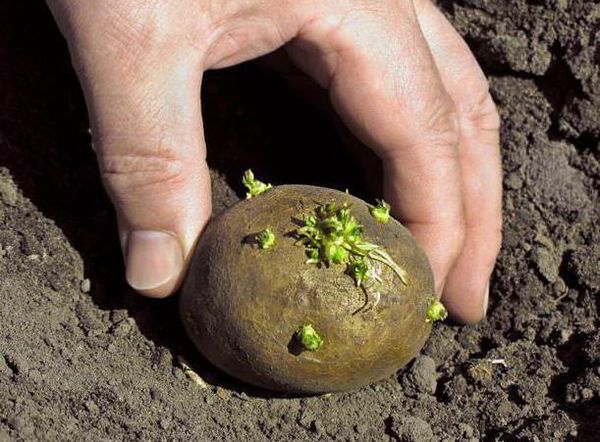  Trasformazione di tuberi di patata mediante il comandante