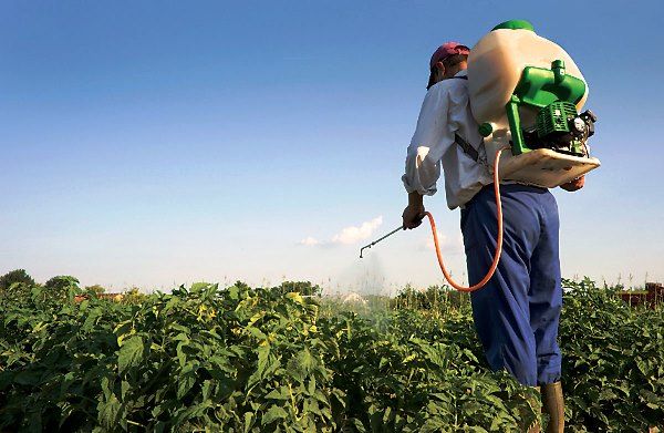  Applicare il prodotto spruzzando o annaffiando la pianta.