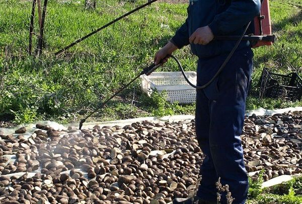  Lavorazione di tuberi di patata prima della semina