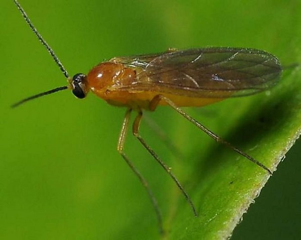  Zanzare cetriolo