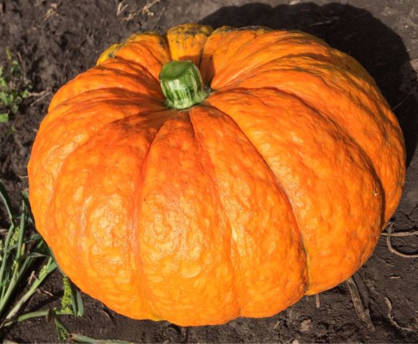  Il tempo dalla germinazione alla raccolta è di circa 120 giorni