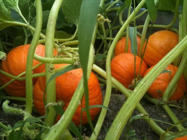  Per ottenere frutti di grandi dimensioni, la ciglia viene bloccata, lasciando il numero necessario di ovaie.
