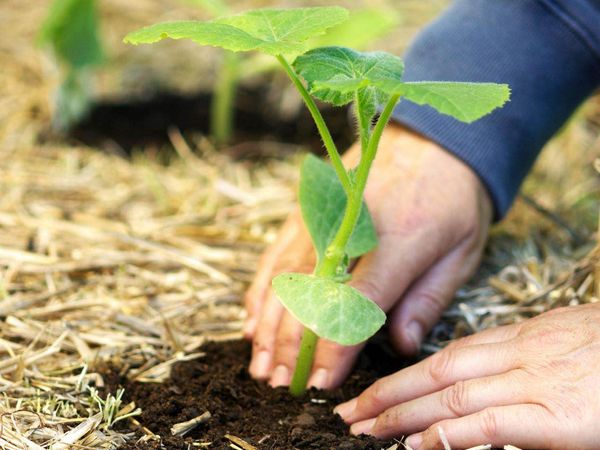  Le piantine sono piantate nel terreno con l'aspetto di 2-3 foglie vere
