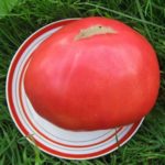  Otros reyes entre los tomates