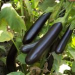  Varietà precoci di melanzane