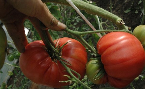  Variedade de Tomate Japonês de Caranguejo
