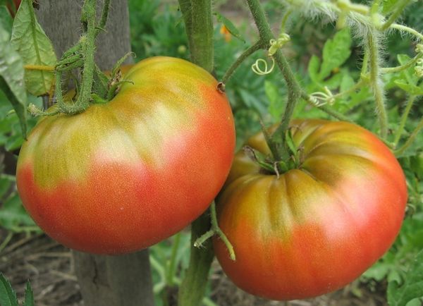  As frutas têm uma forma incomum e seu peso médio é de 350 a 500 gramas