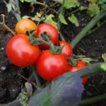  As variedades mais populares de tomate
