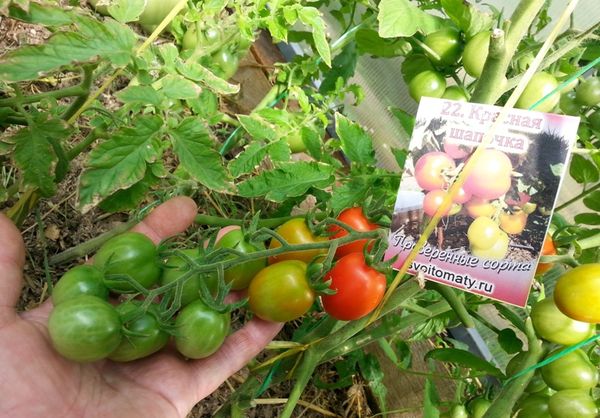  Variedades de Tomate Chapeuzinho Vermelho