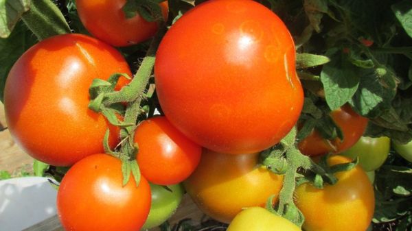  Tamanhos de tomates são pequenos, cerca de 60-70 gramas