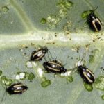  Malattie e loro prevenzione