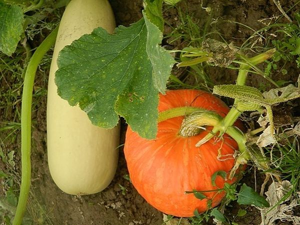 The differences between pumpkin seedlings and zucchini