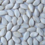  Zucchini seeds are longer