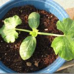  Cotyledons zucchini leaves are longer and narrower