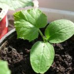  Pumpkin seedlings - on the contrary