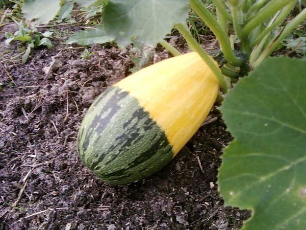  Pereopylenny zucchini