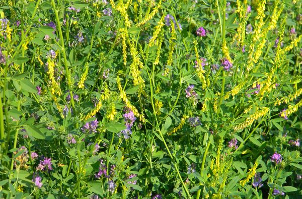  Il mais produce buoni raccolti nei campi di vapore dove cresceva l'erba medica