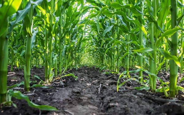  La densità di semina varia da 50.000 a 120.000 semi per ettaro