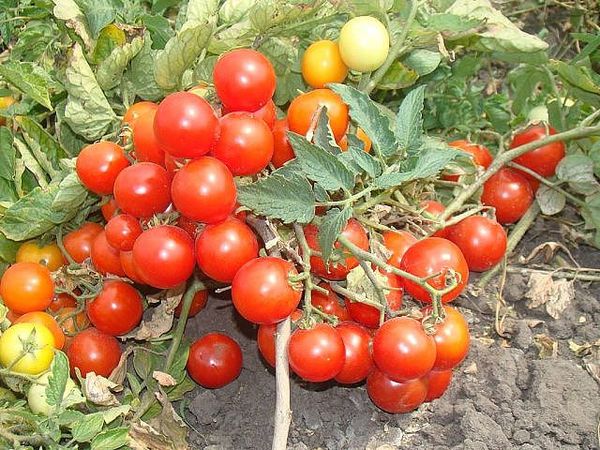  Tomato Boni MM