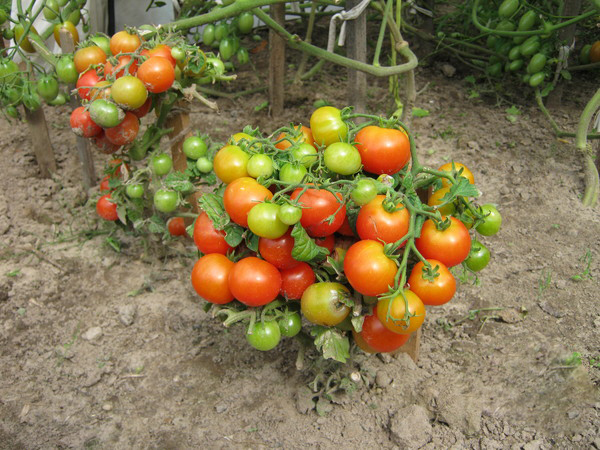  O que são tomates comuns?