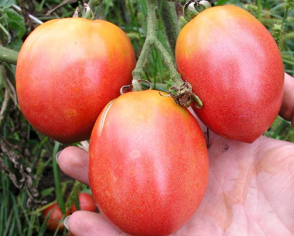  Escolhendo o flamingo rosa de tomate