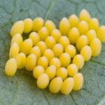  Insetti parassiti di cavoli in piena terra