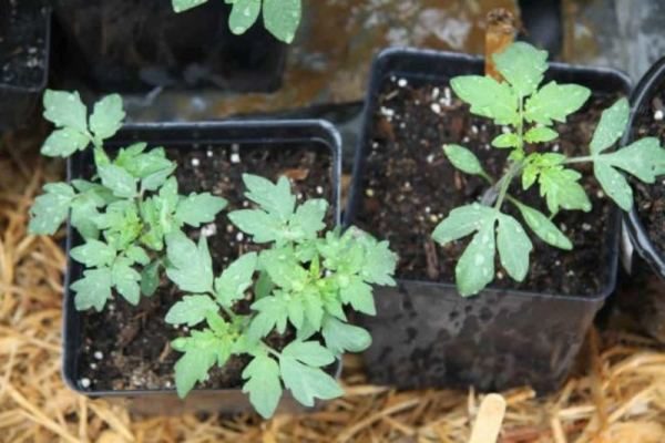  Para um lugar permanente mudas tomate Lazyka transferir com a idade de 50-55 dias