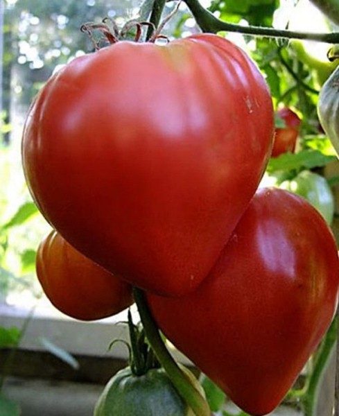  Grau maduro adiantado de um tomate Preguiçoso