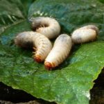  Insetti parassiti di cavoli in piena terra