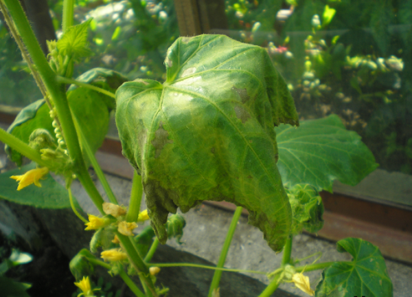  Folhas de pepino com podridão de raiz