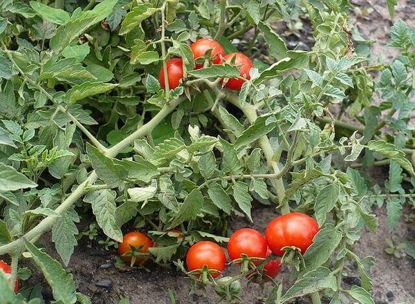  Variedade de Tomate Nicola