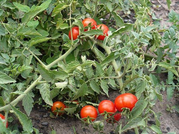  Variedade de Tomate Nicola