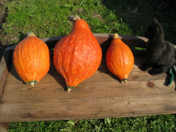  Peară de aur