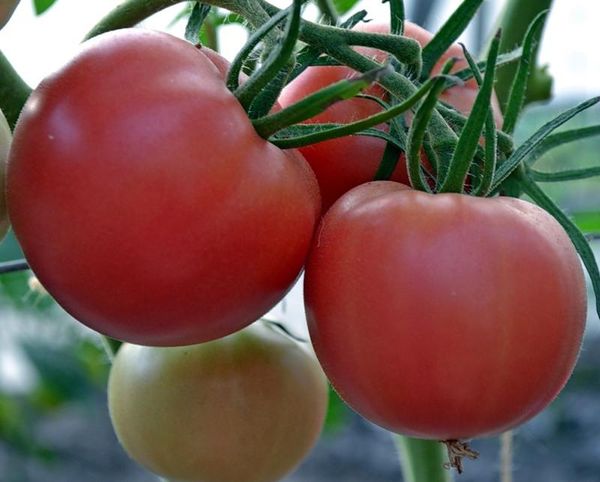  O peso médio de uma variedade de frutas é 80-200 gramas