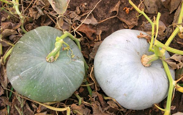  lamă