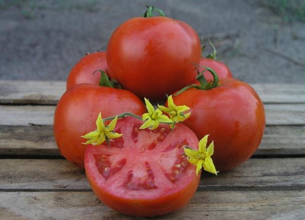  Tomate de variedade Makhitos F1