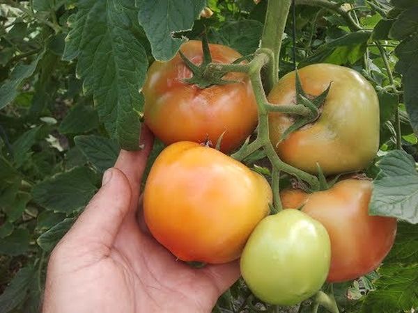  Um dos inconvenientes é a possível cor não monótona da casca de fruta